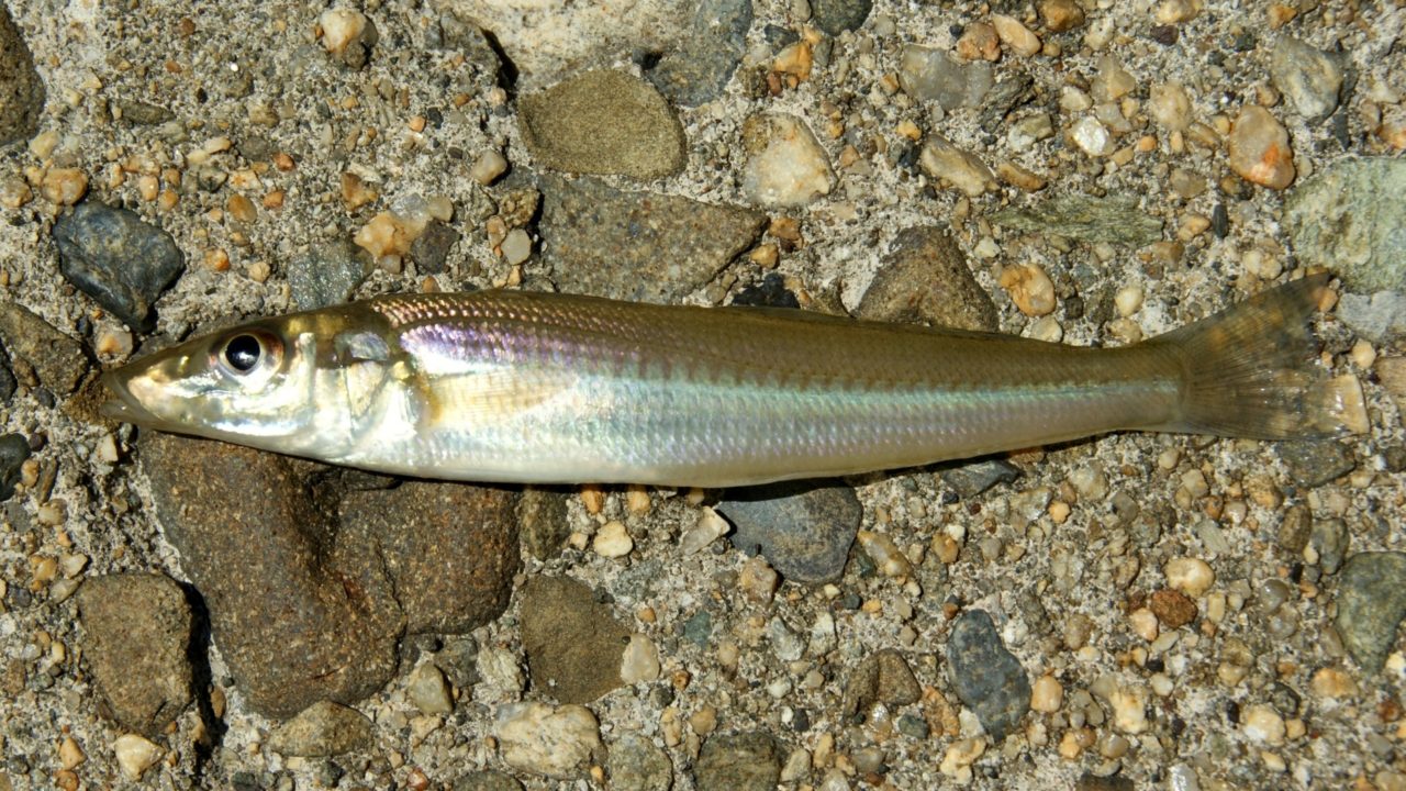 釣りすぎて食べ飽きた キスのうまい食べ方2018 犬の毛と共に